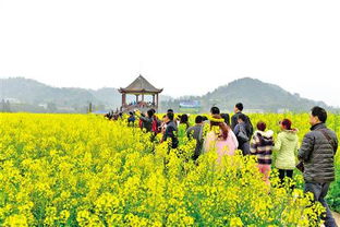 潼南一朵油菜花折射出的農旅融合活力 苗木種植與技術咨詢賦能產業升級