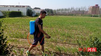 河南農(nóng)業(yè)大學(xué)園藝學(xué)院“三下鄉(xiāng)”實(shí)踐活動(dòng)助力鄉(xiāng)村振興