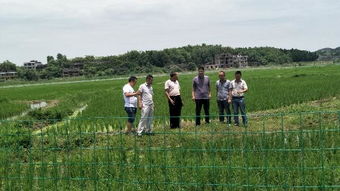 萬名農(nóng)業(yè)科技人員服務(wù)現(xiàn)代農(nóng)業(yè)，省級(jí)專家深入邵東助力農(nóng)業(yè)園藝發(fā)展