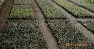 優(yōu)質(zhì)二年生高叢藍(lán)莓營養(yǎng)缽苗供應(yīng)商 大連大譚瑞鳳園藝苗木專業(yè)合作社