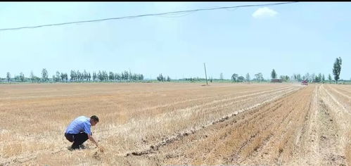 濟寧嘉祥 復合種植與托管式服務助農增產增收