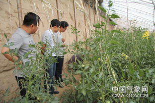 吳起氣象服務進大棚，科技賦能農業園藝新篇章