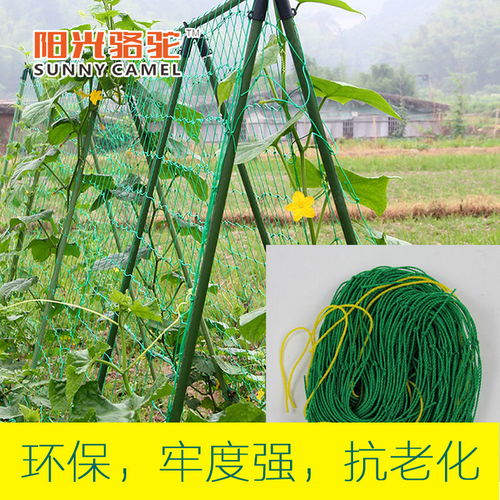 葡萄爬藤網(wǎng)與園藝支架 農(nóng)業(yè)園藝服務(wù)的專業(yè)選擇