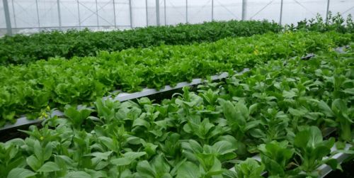 無土栽培 現代農業新寵，健康與安全的雙重考量