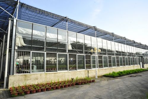 我省優異農業種質資源閃亮世界園藝博覽會，展現農業園藝服務新高度