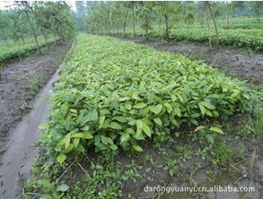 精品推薦 都江堰市達榮園藝場供應多種高質量天竹桂，盡在農苗網