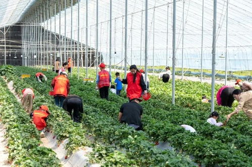 深耕黃河沃土 繪就梁才鄉村振興新圖景——以農業園藝服務賦能高質量發展