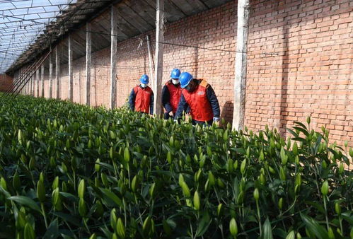 國網凌源市供電公司共產黨員服務隊 節前安全用電檢查護航農業園藝生產