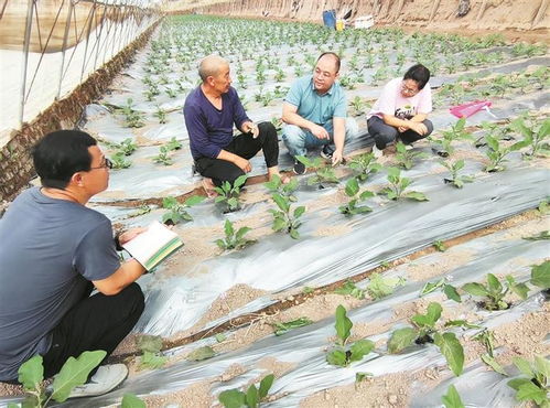 從田間到舌尖 科技芯賦能農業園藝服務