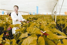 望城四步曲 快速推進城鄉一體化的農業園藝服務新篇章