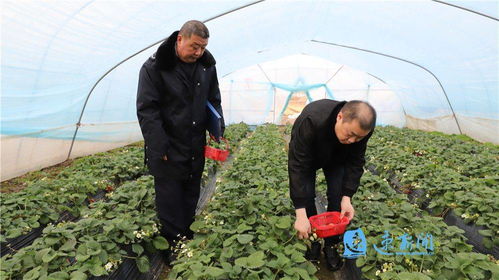 宿豫 織密農產品質量安全防護網，筑牢農業園藝服務根基