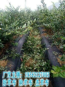 園藝與農業領域防草布應用指南 果園林業除草布價格、廠家及服務解析